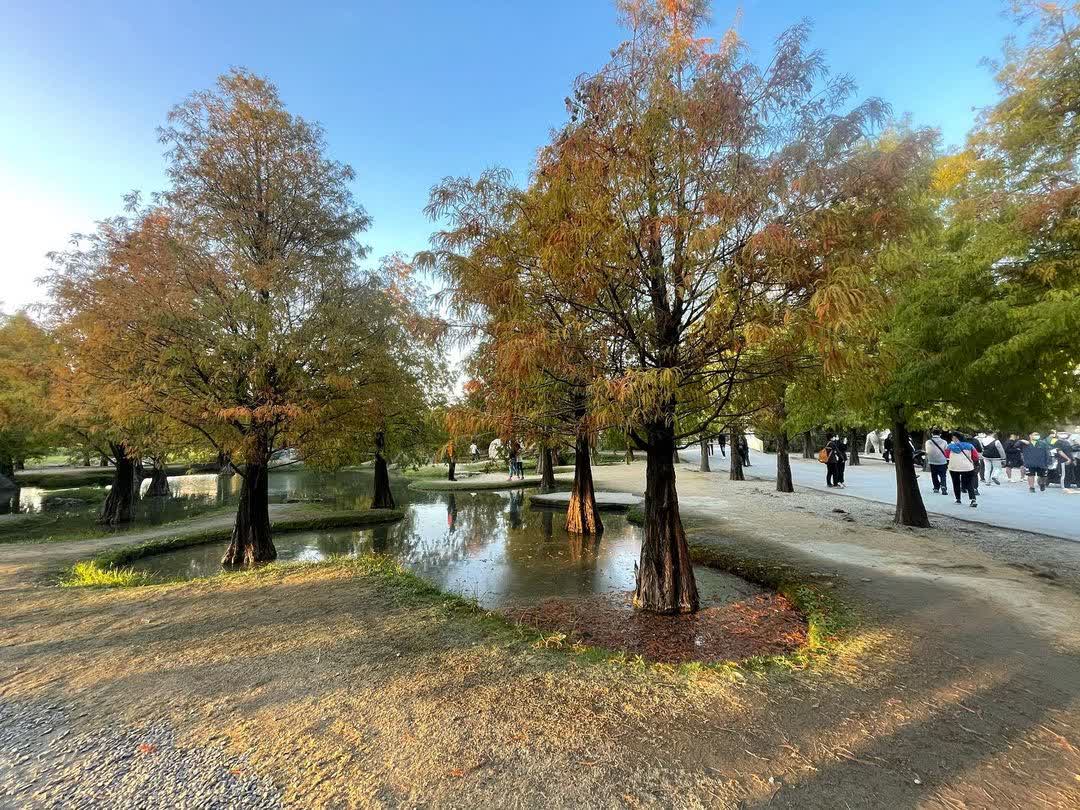 青埔落羽松秘境 | 去趣 chicTrip