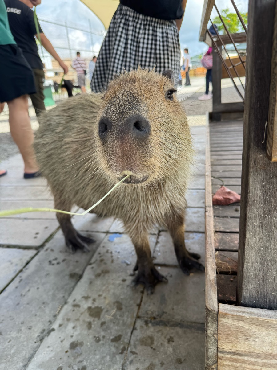 墾丁鹿ㄦ島水豚生態園區 | 去趣 chicTrip