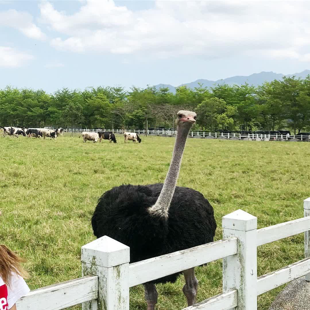 瑞穗牧場 | 去趣 chicTrip