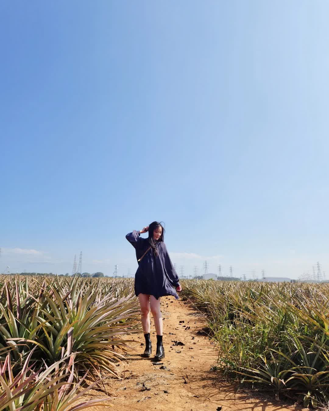 旺萊山-鳳梨文化園區 | 去趣 chicTrip