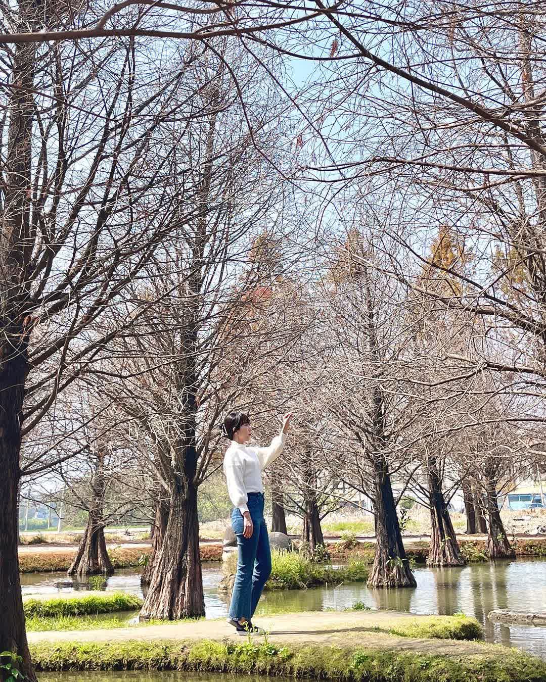 青埔落羽松秘境 | 去趣 chicTrip