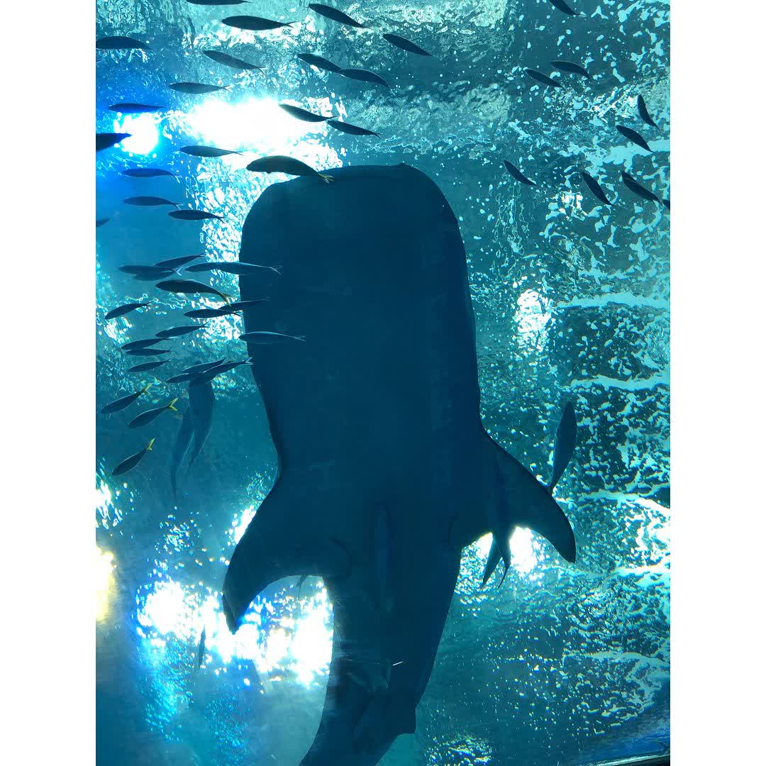 沖繩美麗海水族館 | 去趣 chicTrip