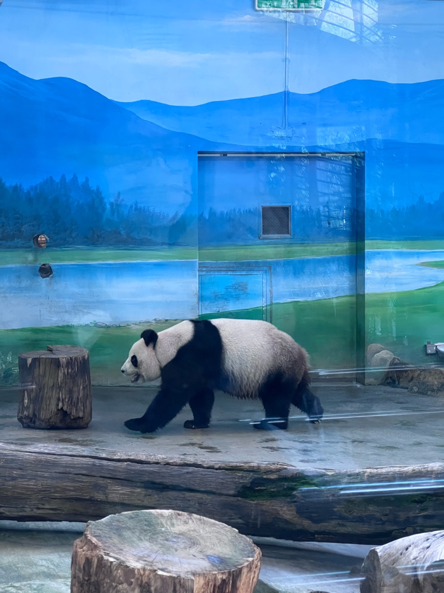 臺北市立動物園大貓熊館 | 去趣 chicTrip