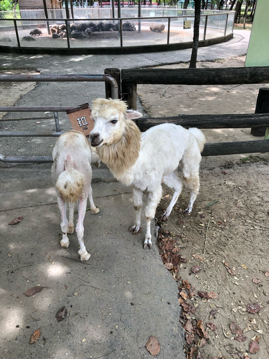 頑皮世界野生動物園 | 去趣 chicTrip