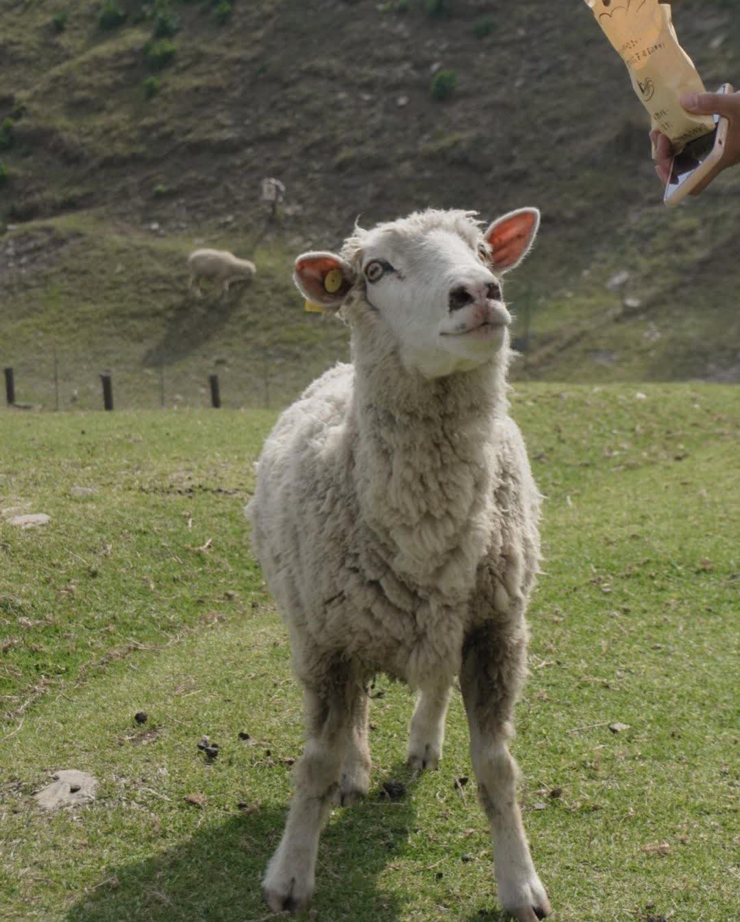 清境農場綿羊秀 | 去趣 chicTrip