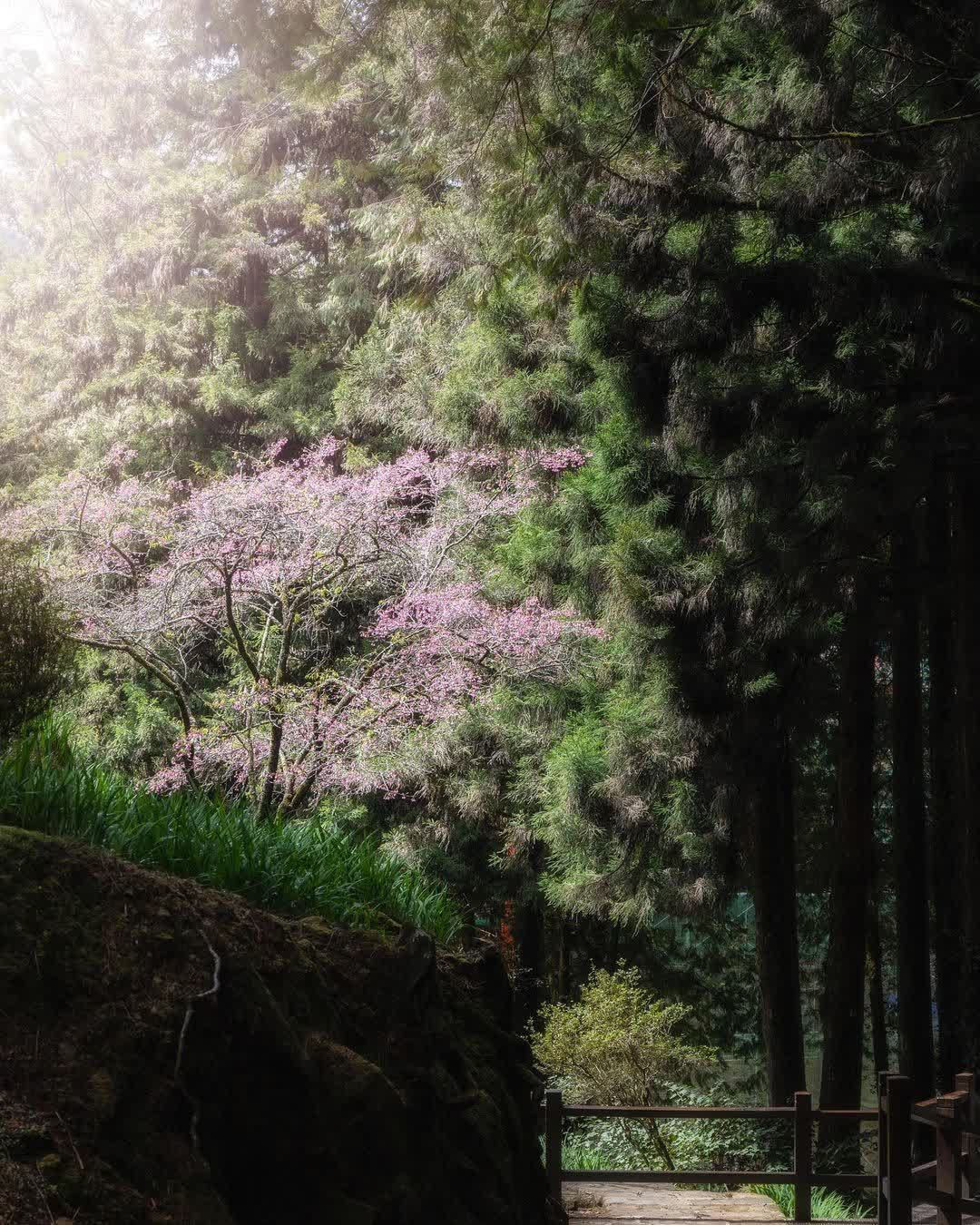 阿里山國家森林遊樂區 | 去趣 chicTrip