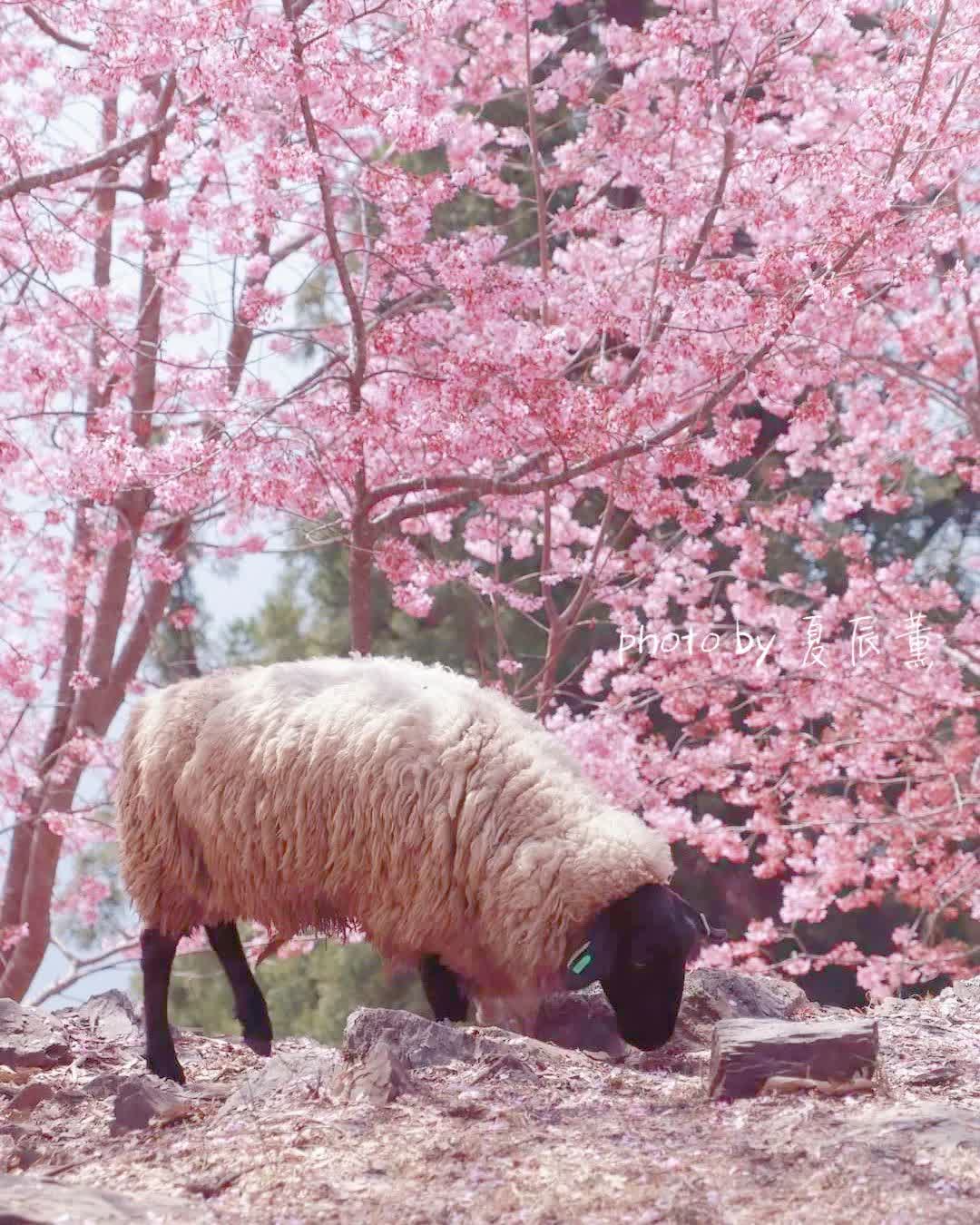 清境農場青青草原 | 去趣 chicTrip