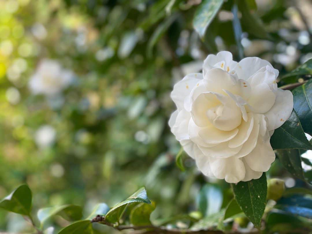 野馬瞰山 | 去趣 chicTrip