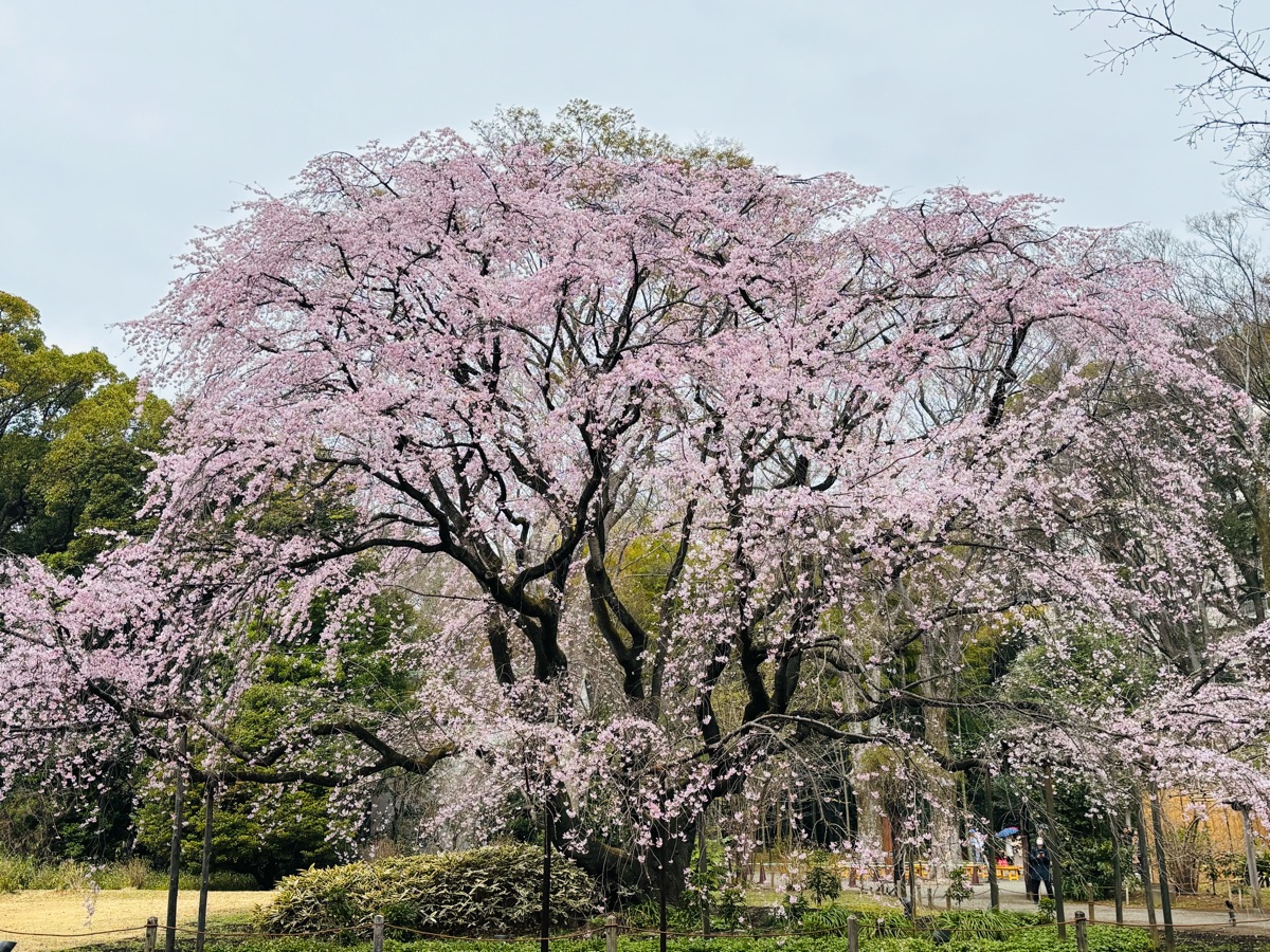 六義園 | 去趣 chicTrip