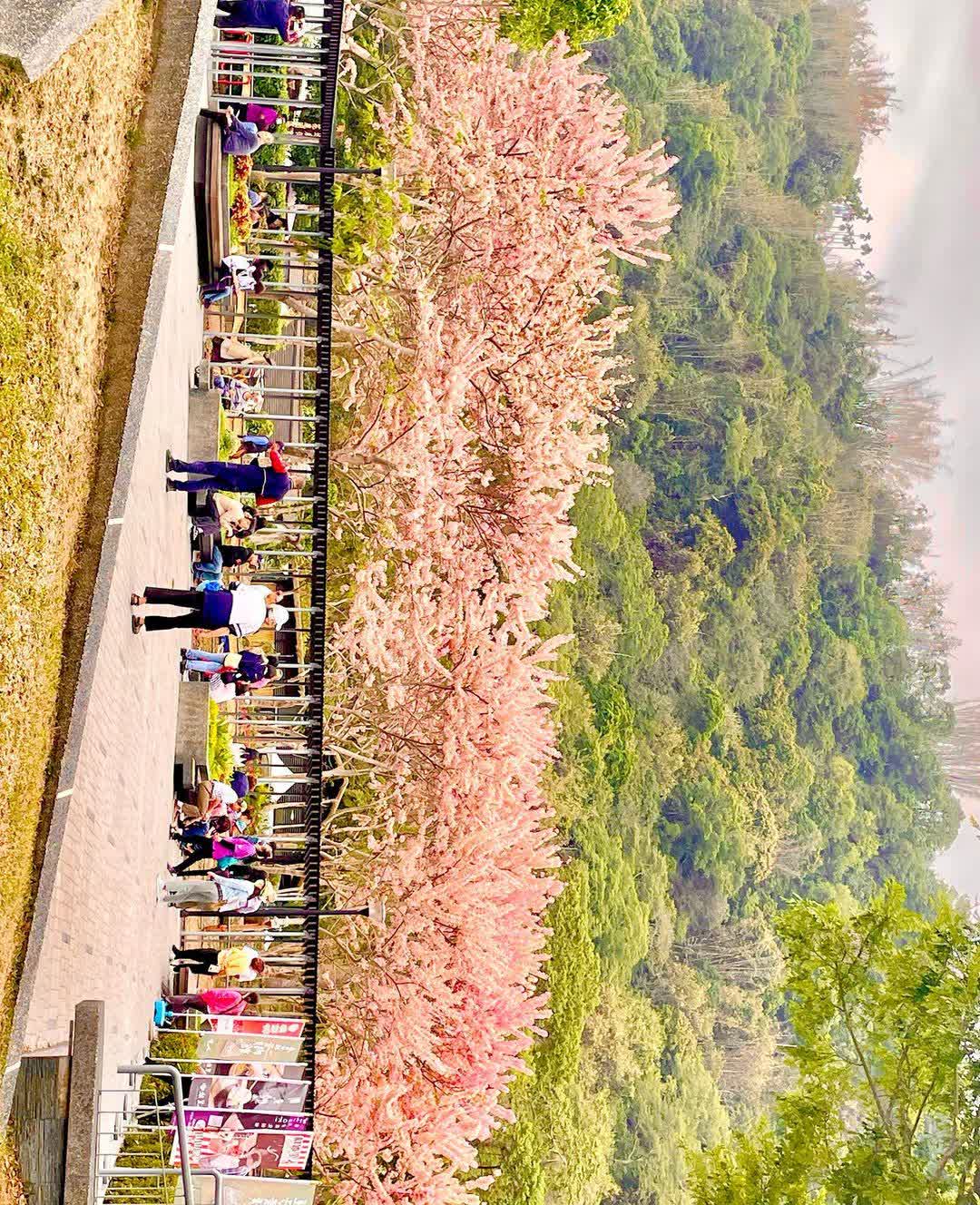 阿里山國家風景區-管理處暨觸口遊客中心 | 去趣 chicTrip