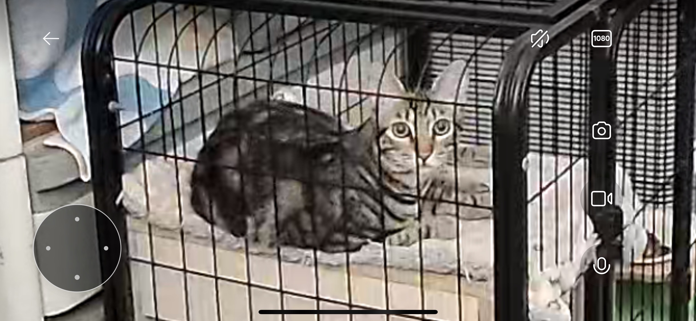 墾丁鹿ㄦ島水豚生態園區 | 去趣 chicTrip