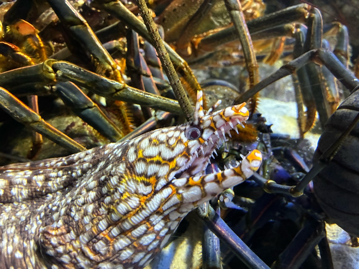 鳥羽水族館 | 去趣 chicTrip
