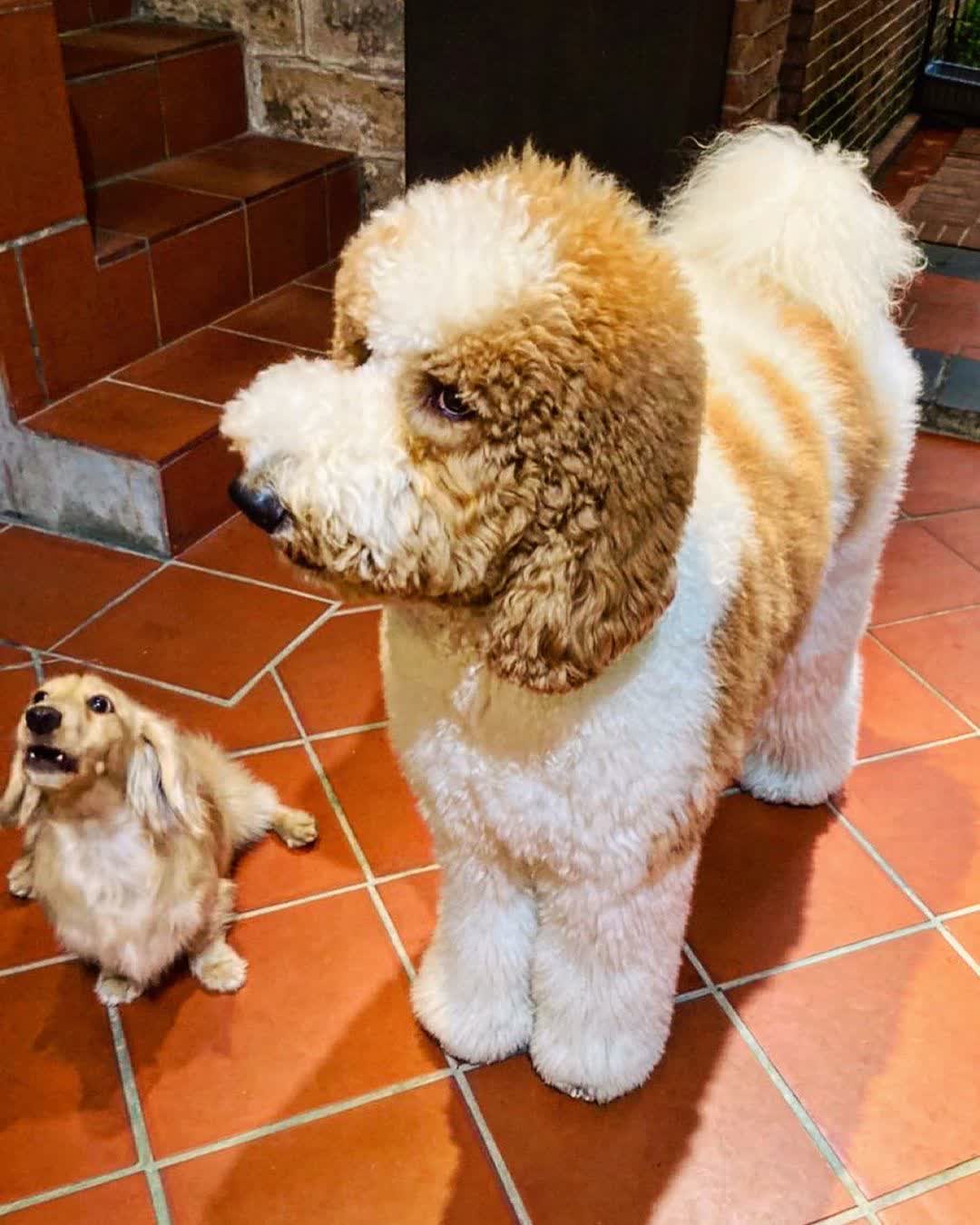 大稻埕貴賓 寵物友善餐廳 standard poodle coffee | 去趣 chicTrip