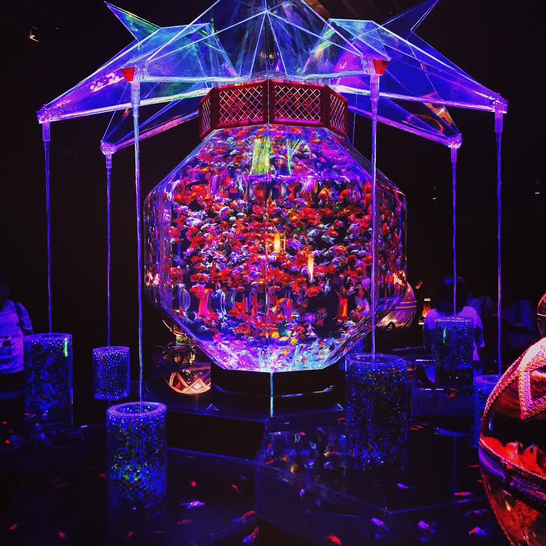 ART AQUARIUM MUSEUM 銀座金魚美術館 | 去趣 chicTrip