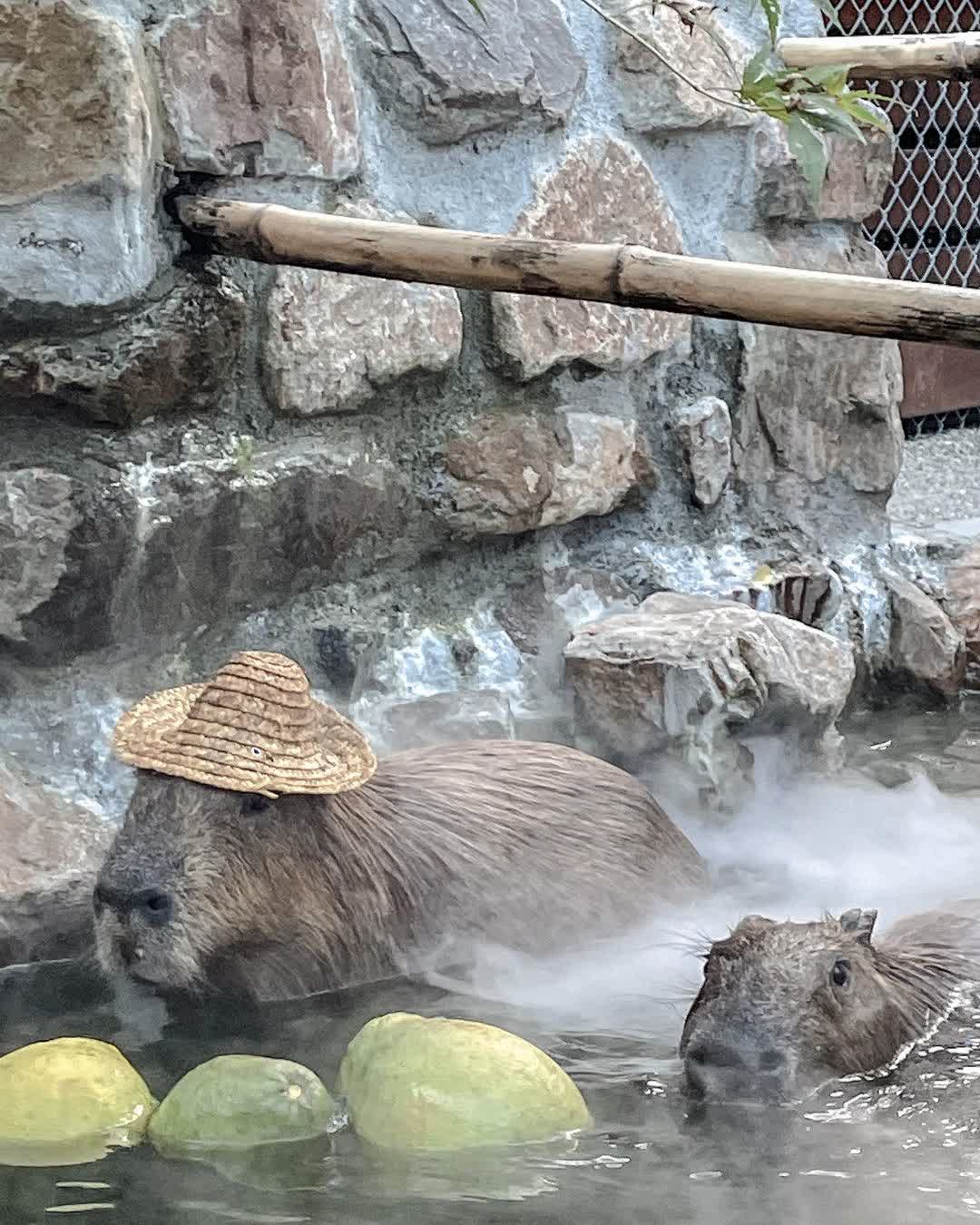 張美阿嬤農場（月森甯手作工坊） | 去趣 chicTrip