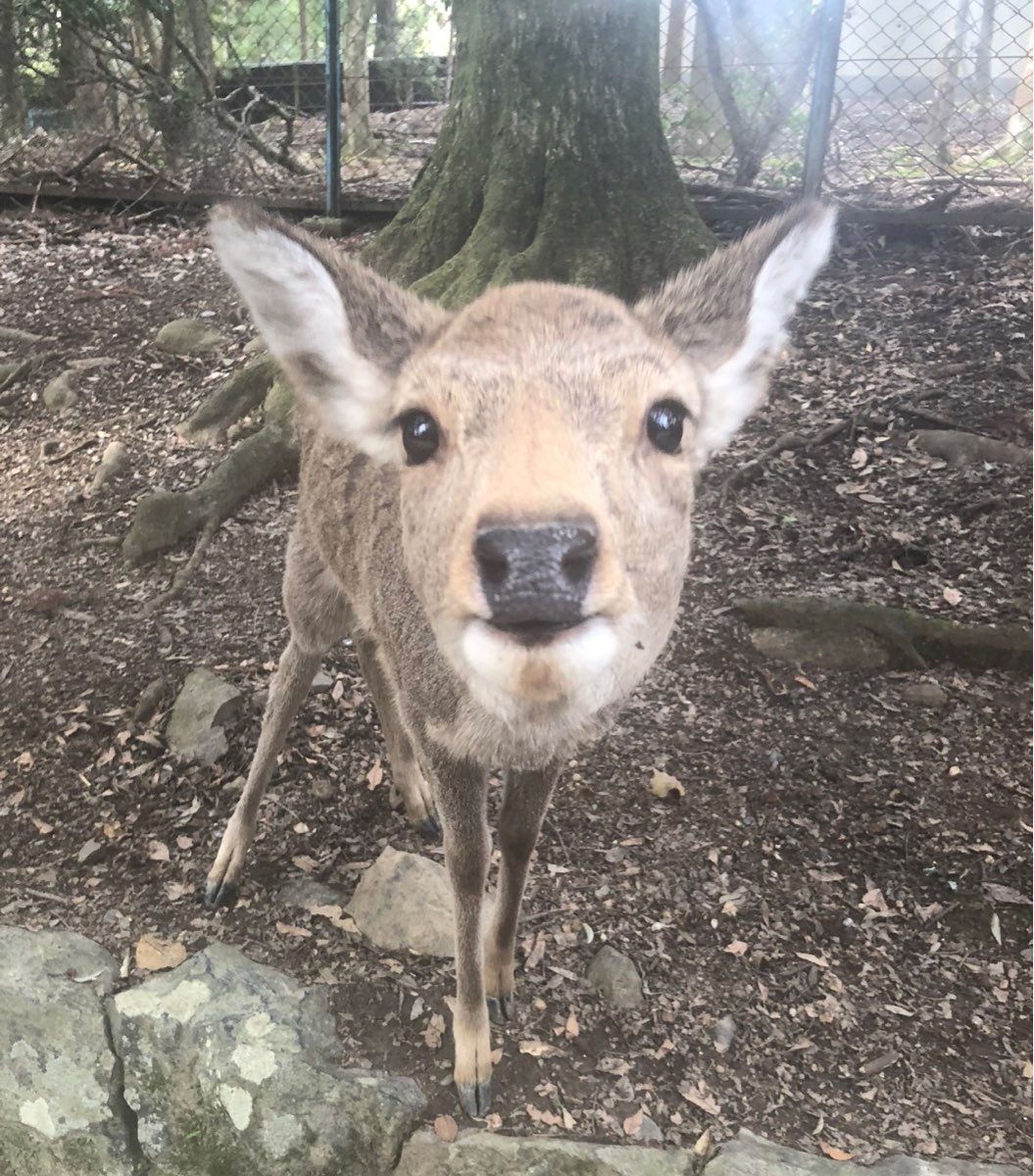 奈良公園 | 去趣 chicTrip