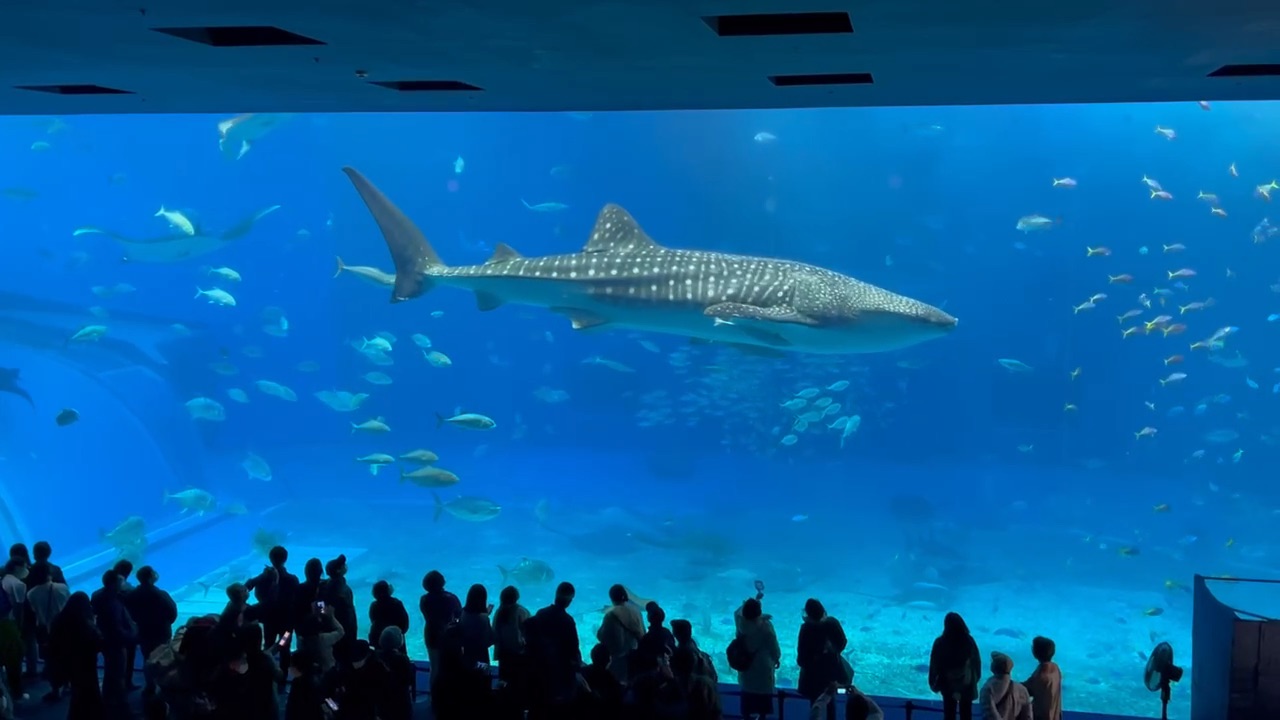 沖繩美麗海水族館 | 去趣 chicTrip
