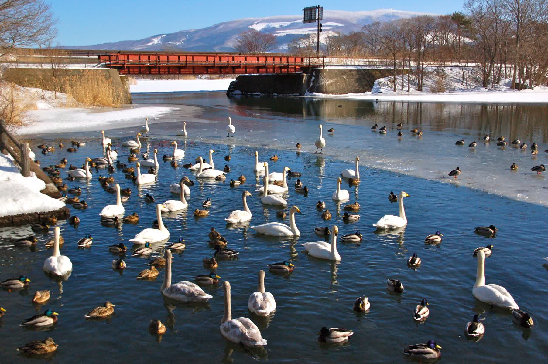 大沼國定公園 | 去趣 chicTrip