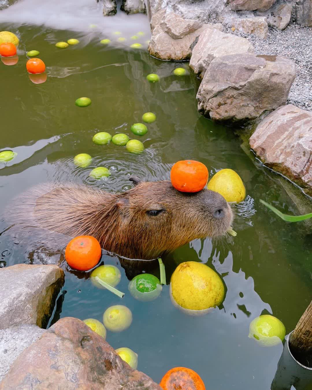 張美阿嬤農場（月森甯手作工坊） | 去趣 chicTrip