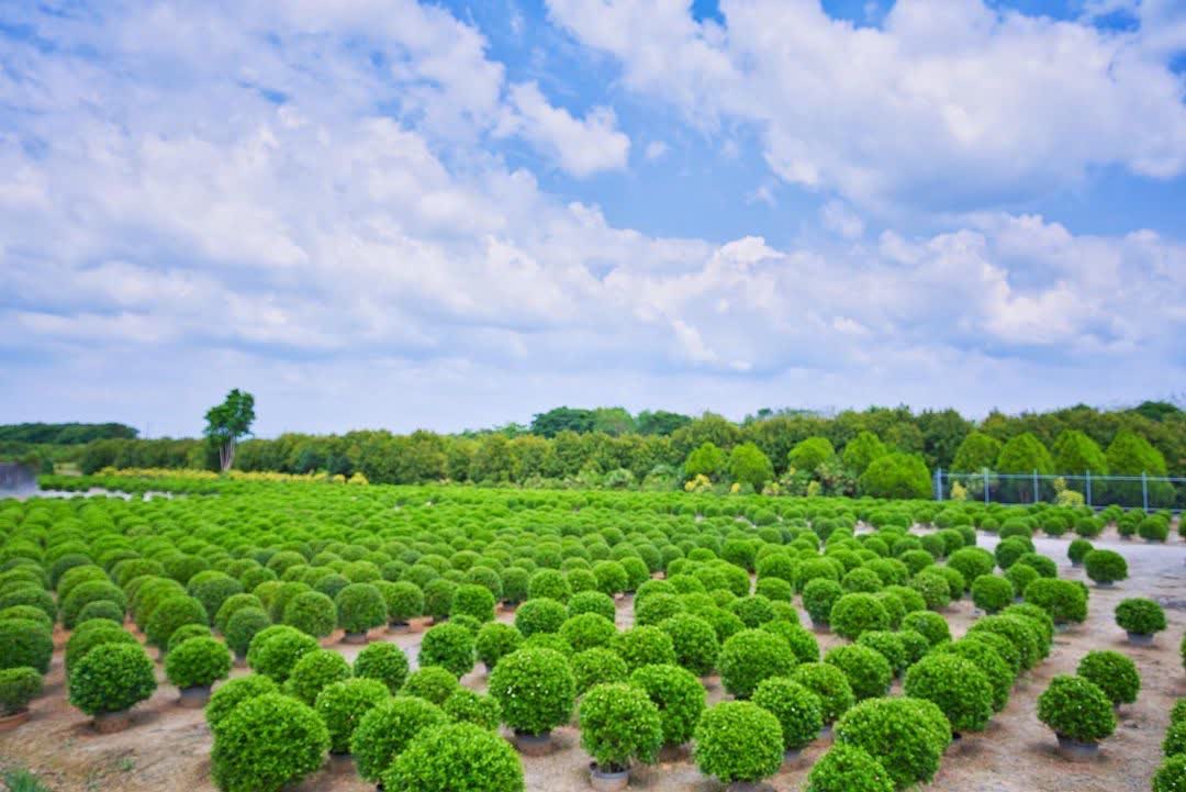 彰化田尾波波草 | 去趣 chicTrip