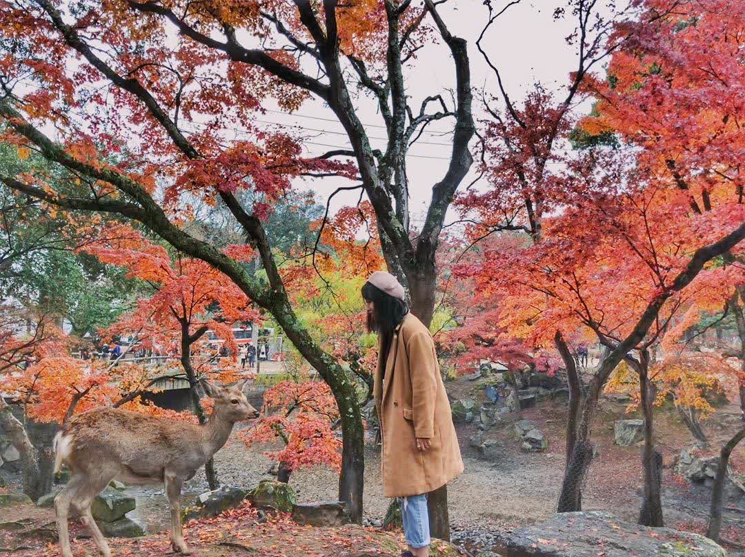 奈良公園 | 去趣 chicTrip