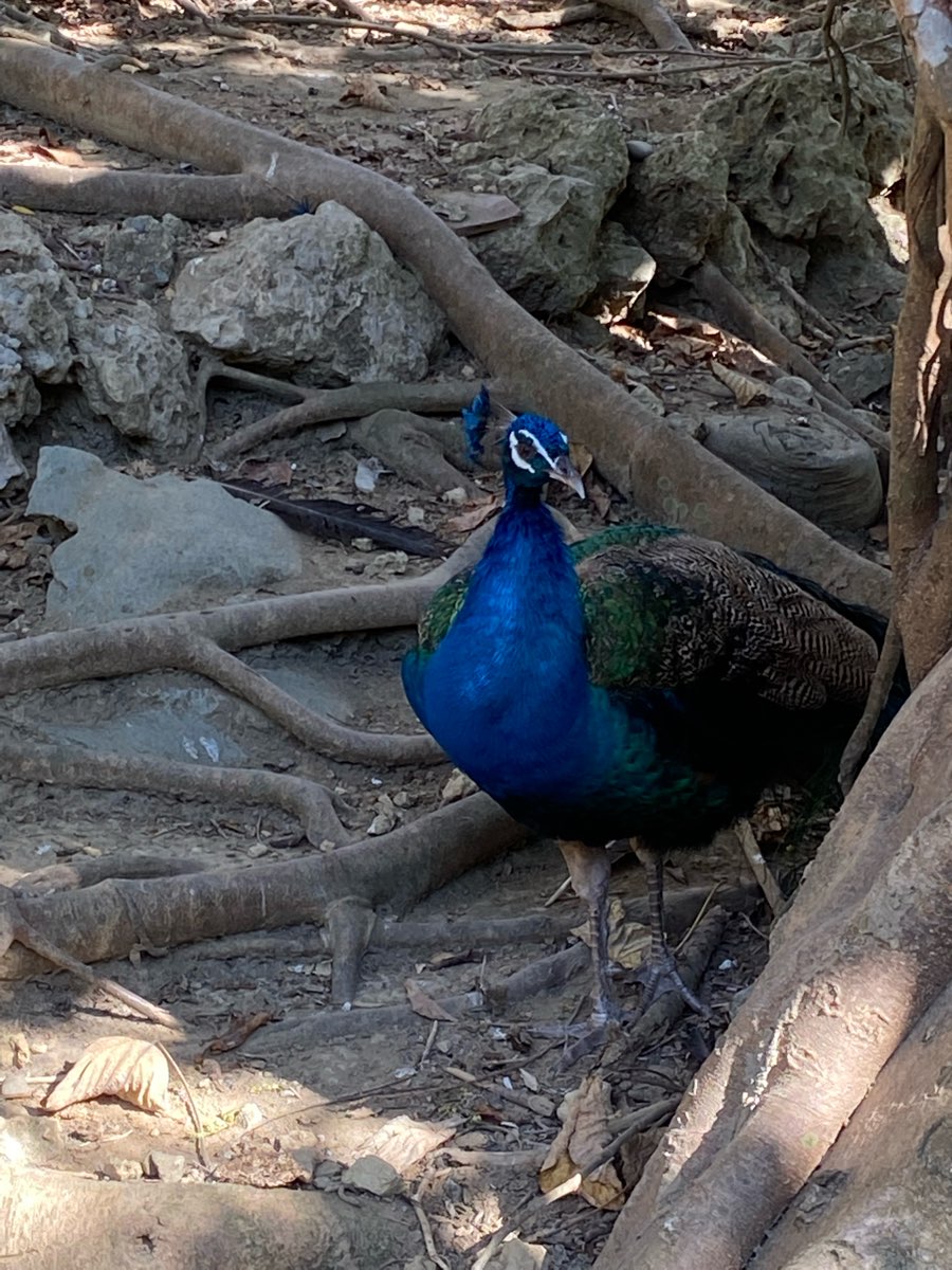 壽山動物園 | 去趣 chicTrip