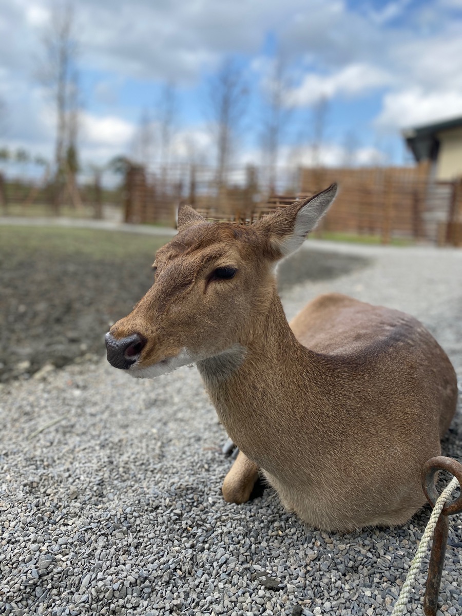 宜蘭-斑比山丘 | 去趣 chicTrip