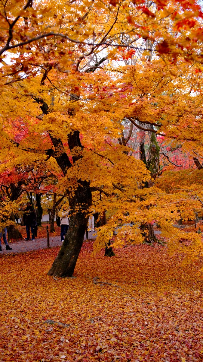 東福寺 | 去趣 chicTrip
