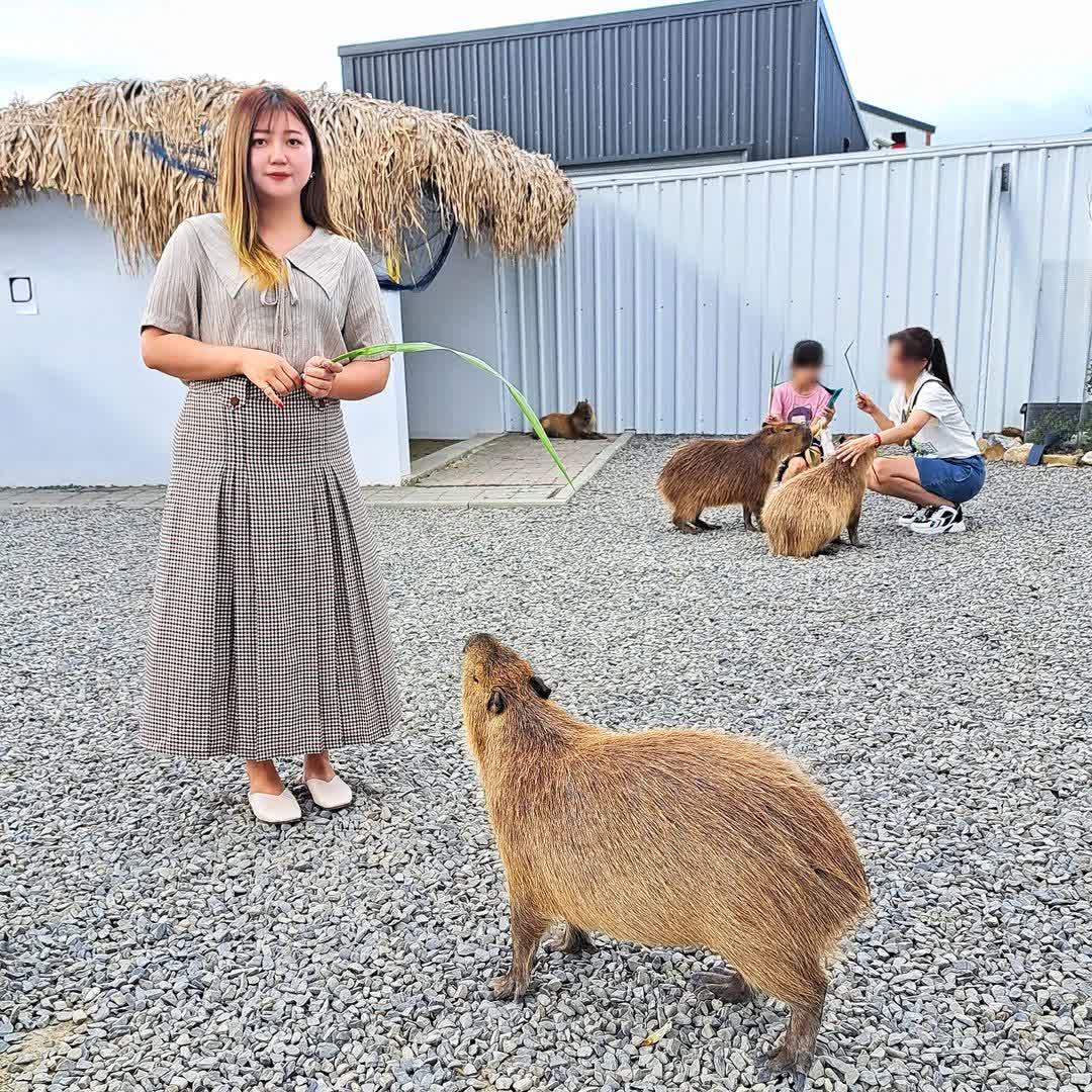 墾丁鹿ㄦ島水豚生態園區 | 去趣 chicTrip