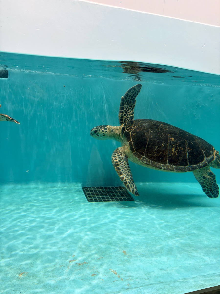 仙台海洋森林水族館 | 去趣 chicTrip