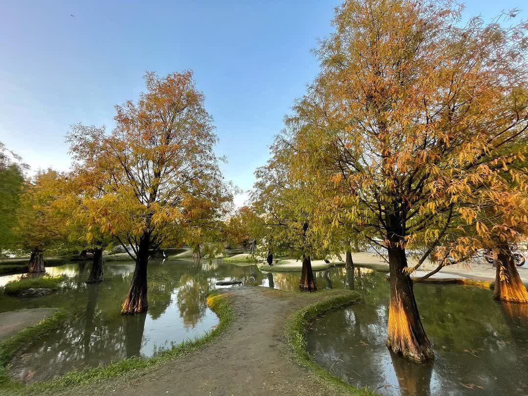 青埔落羽松秘境 | 去趣 chicTrip