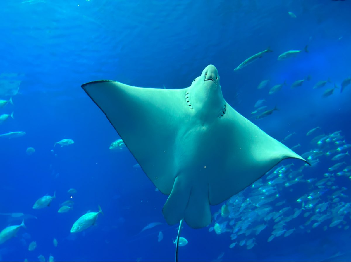 沖繩美麗海水族館 | 去趣 chicTrip