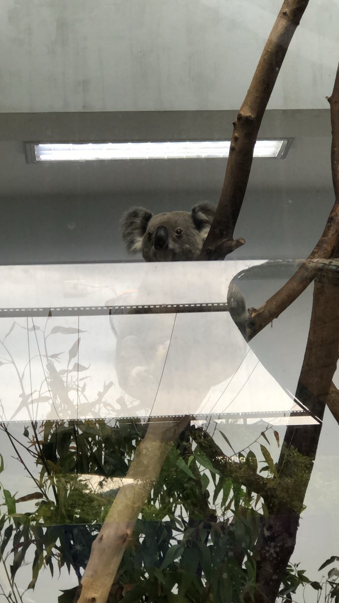 臺北市立動物園無尾熊館 | 去趣 chicTrip