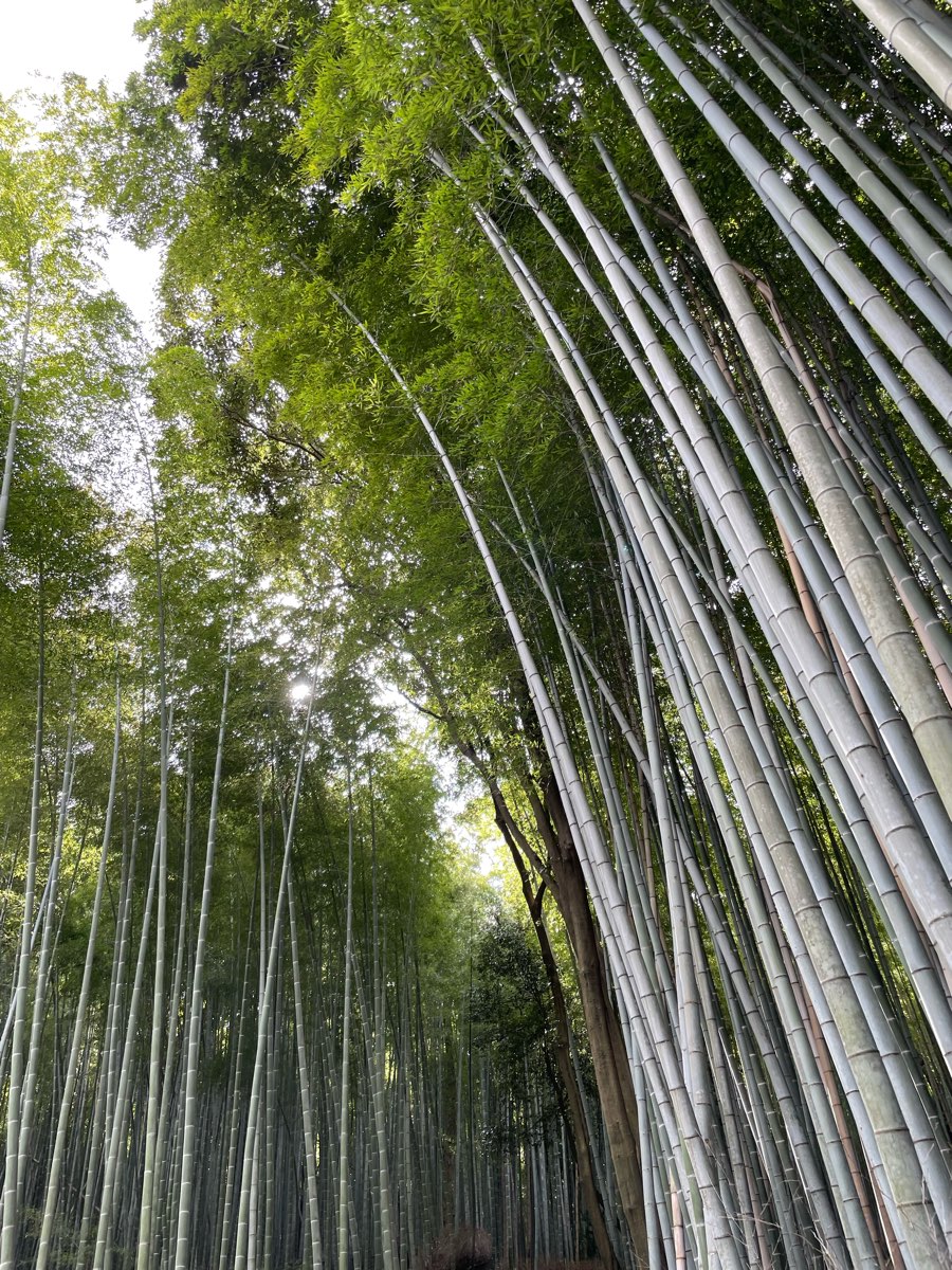 嵐山竹林小徑 | 去趣 chicTrip