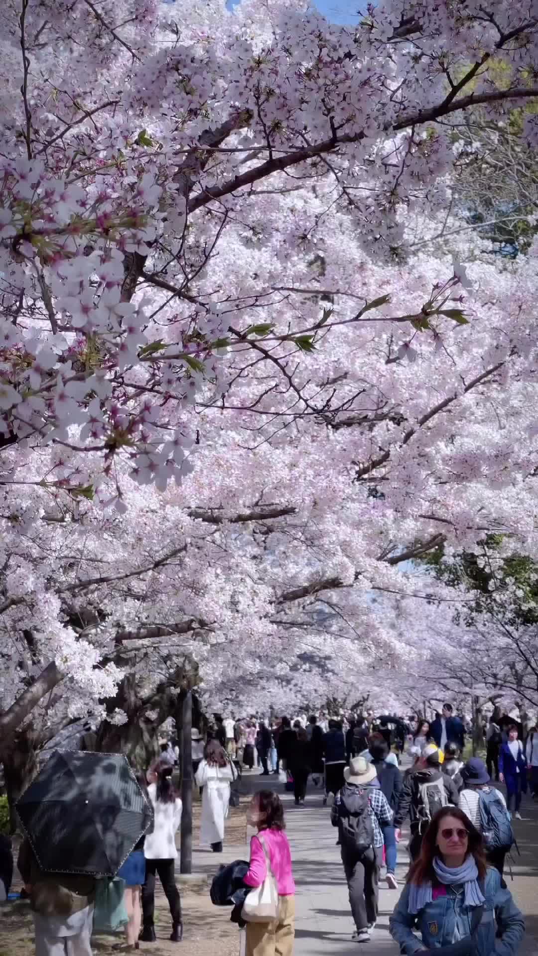 大阪城公園 | 去趣 chicTrip