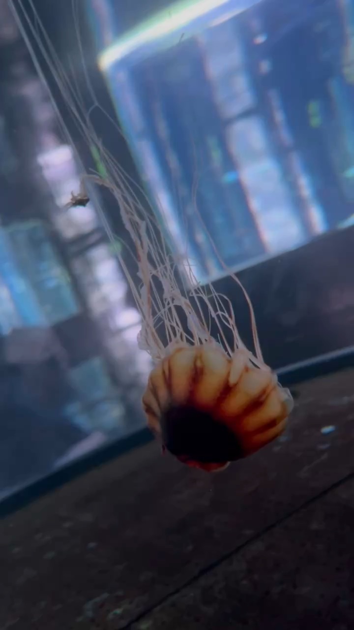 DMM Kariyushi水族館 | 去趣 chicTrip