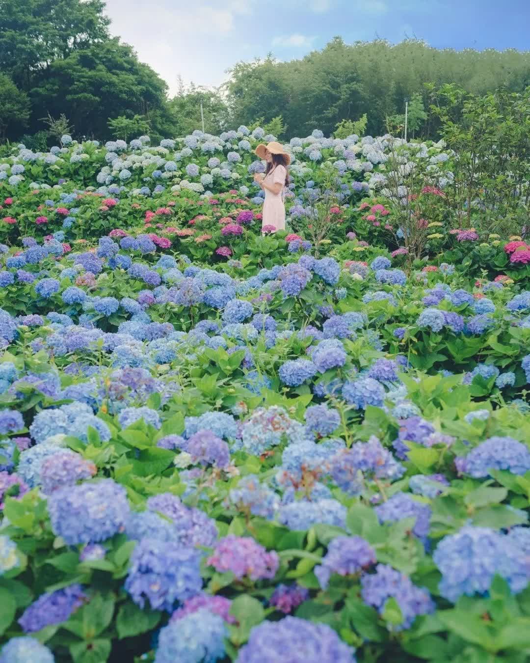 高家繡球花田-萬里第三園區2025年預計4月底開始至7月底 | 去趣 chicTrip