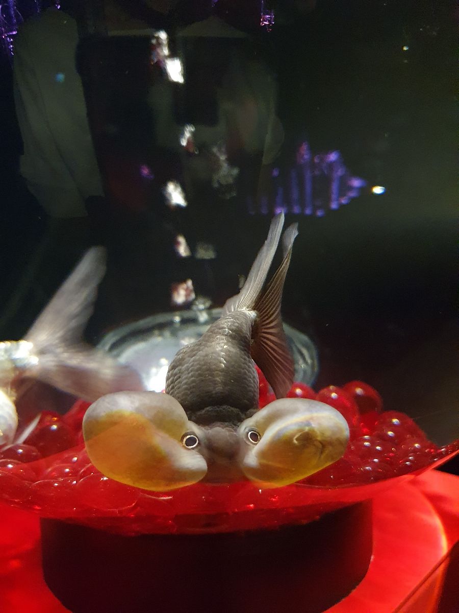 ART AQUARIUM MUSEUM 銀座金魚美術館 | 去趣 chicTrip