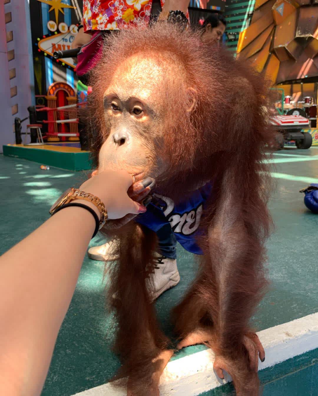 曼谷Safari World野生動物園 | 去趣 chicTrip