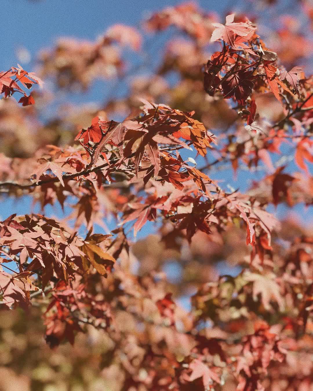 天龍寺 | 去趣 chicTrip
