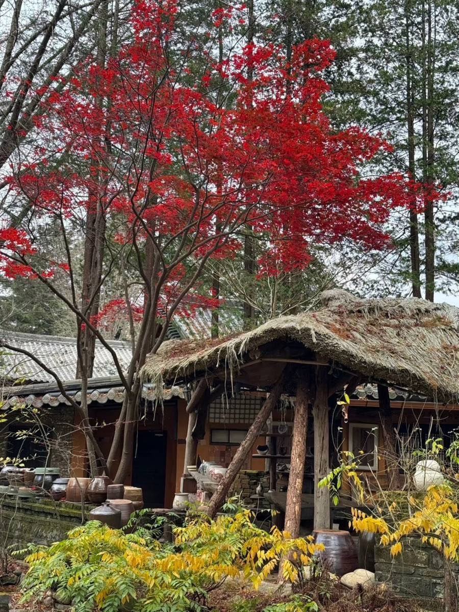 南怡島남이섬 | 去趣 chicTrip