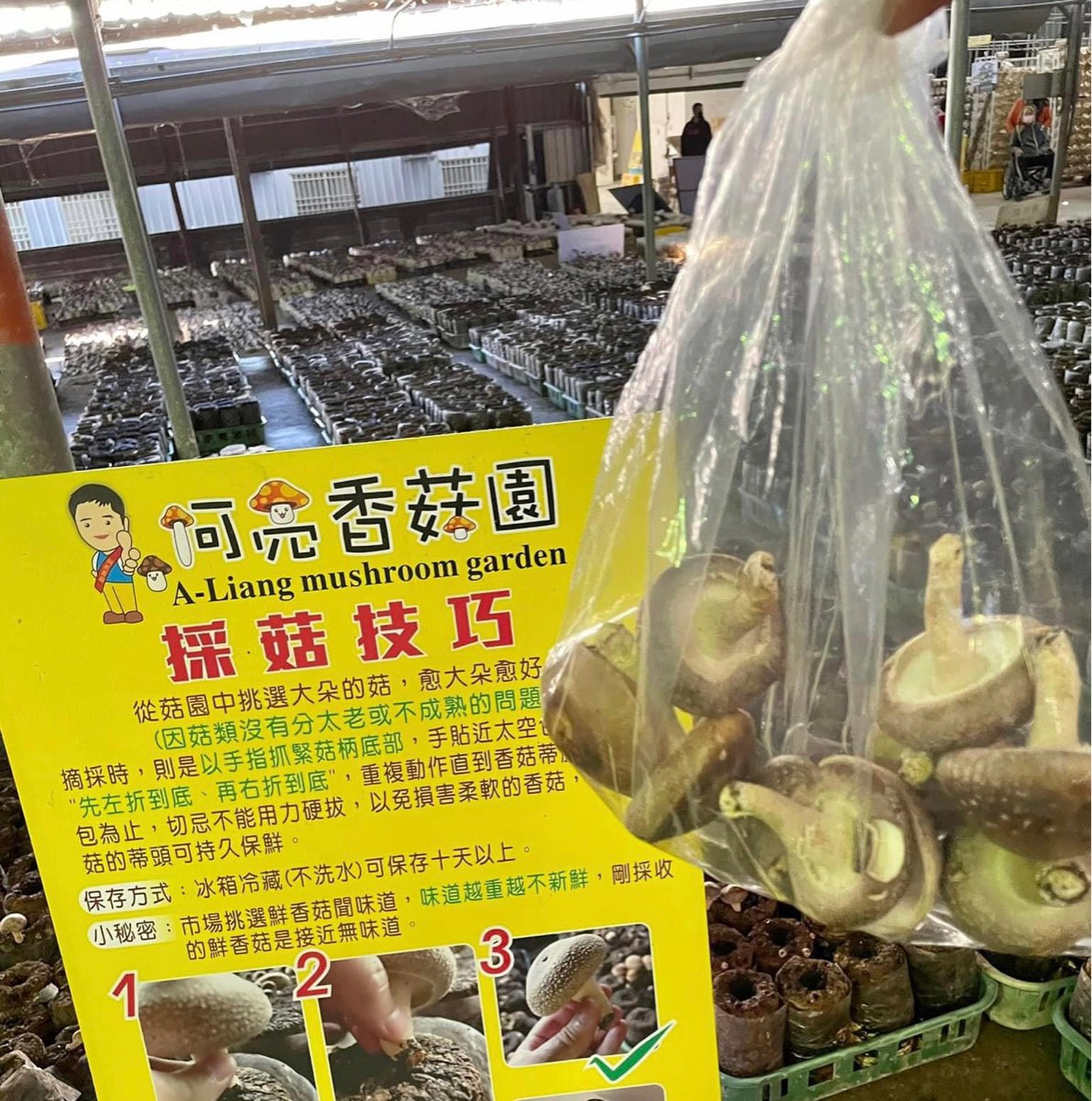 阿亮香菇園 | 去趣 chicTrip