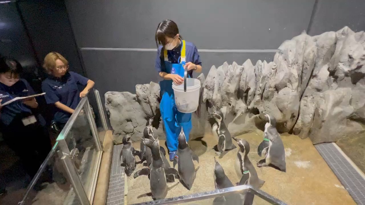 DMM Kariyushi水族館 | 去趣 chicTrip