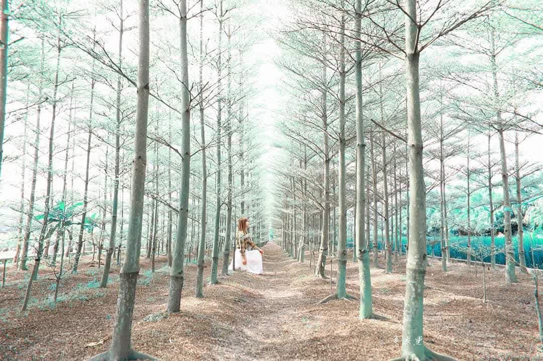 田尾公路花園 | 去趣 chicTrip