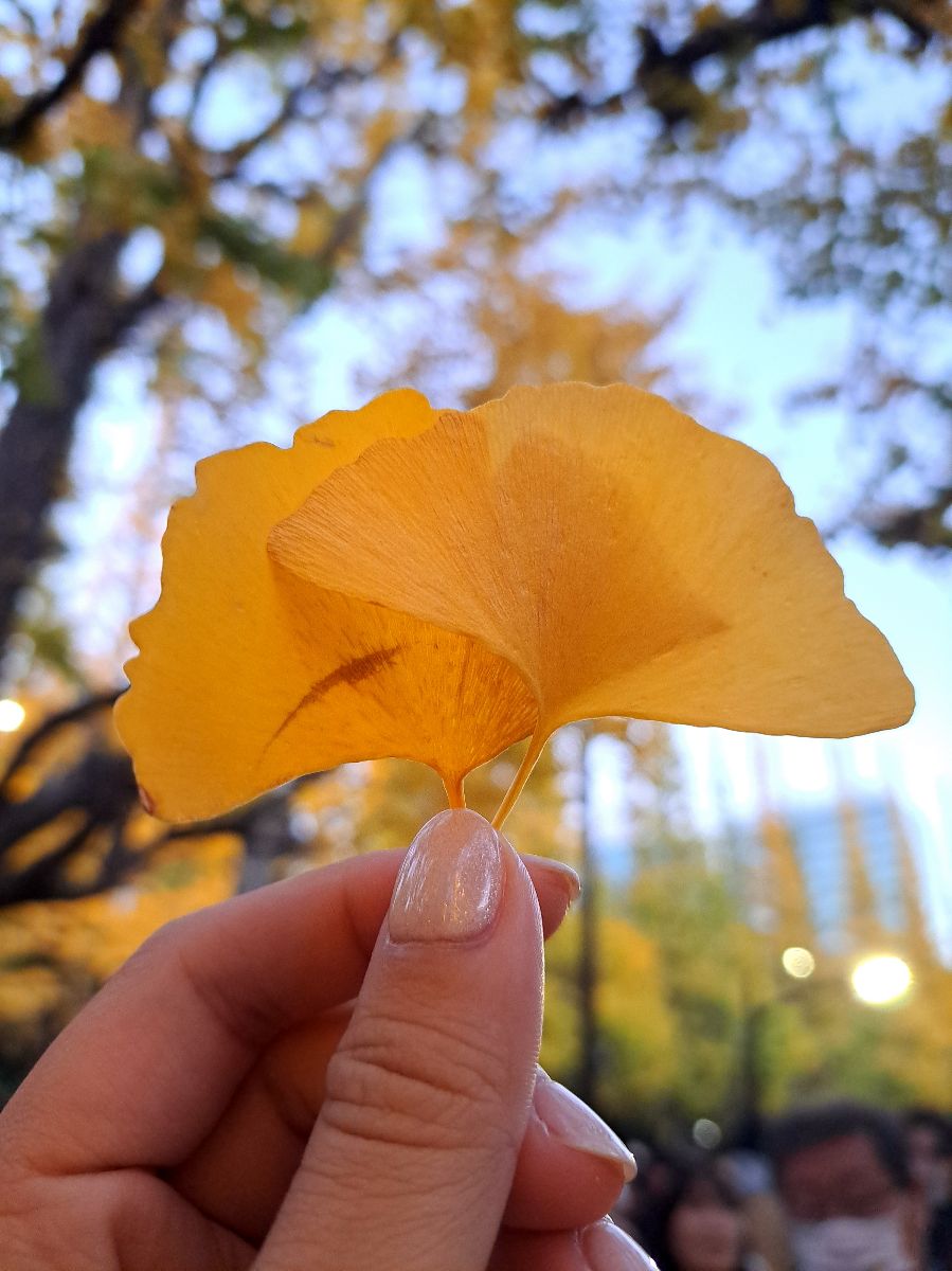 明治神宮外苑 | 去趣 chicTrip