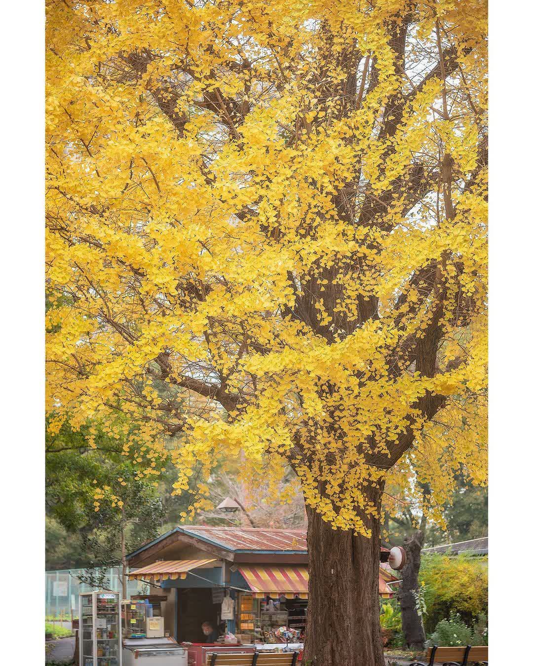 日比谷公園 | 去趣 chicTrip