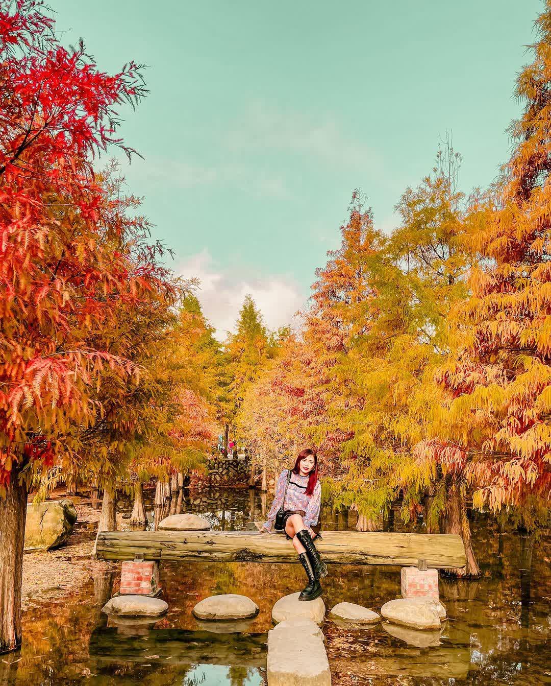 泰安落羽松。羽粼落羽松