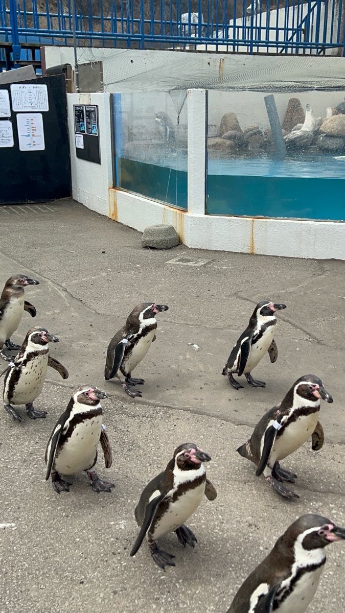 小樽水族館 | 去趣 chicTrip