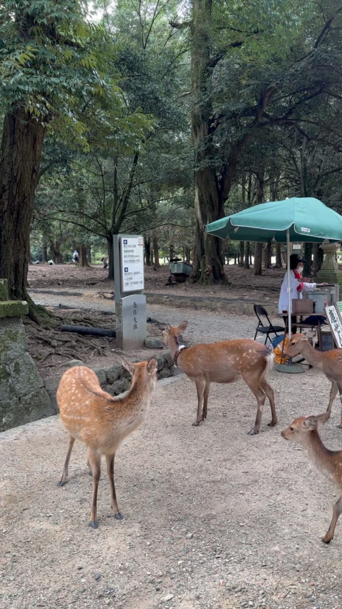 奈良公園 | 去趣 chicTrip