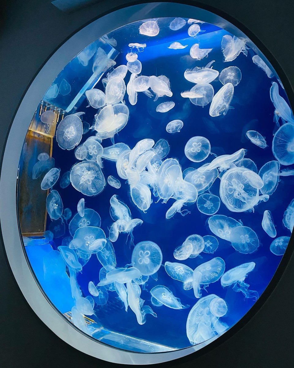 Xpark 水族館 | 去趣 chicTrip